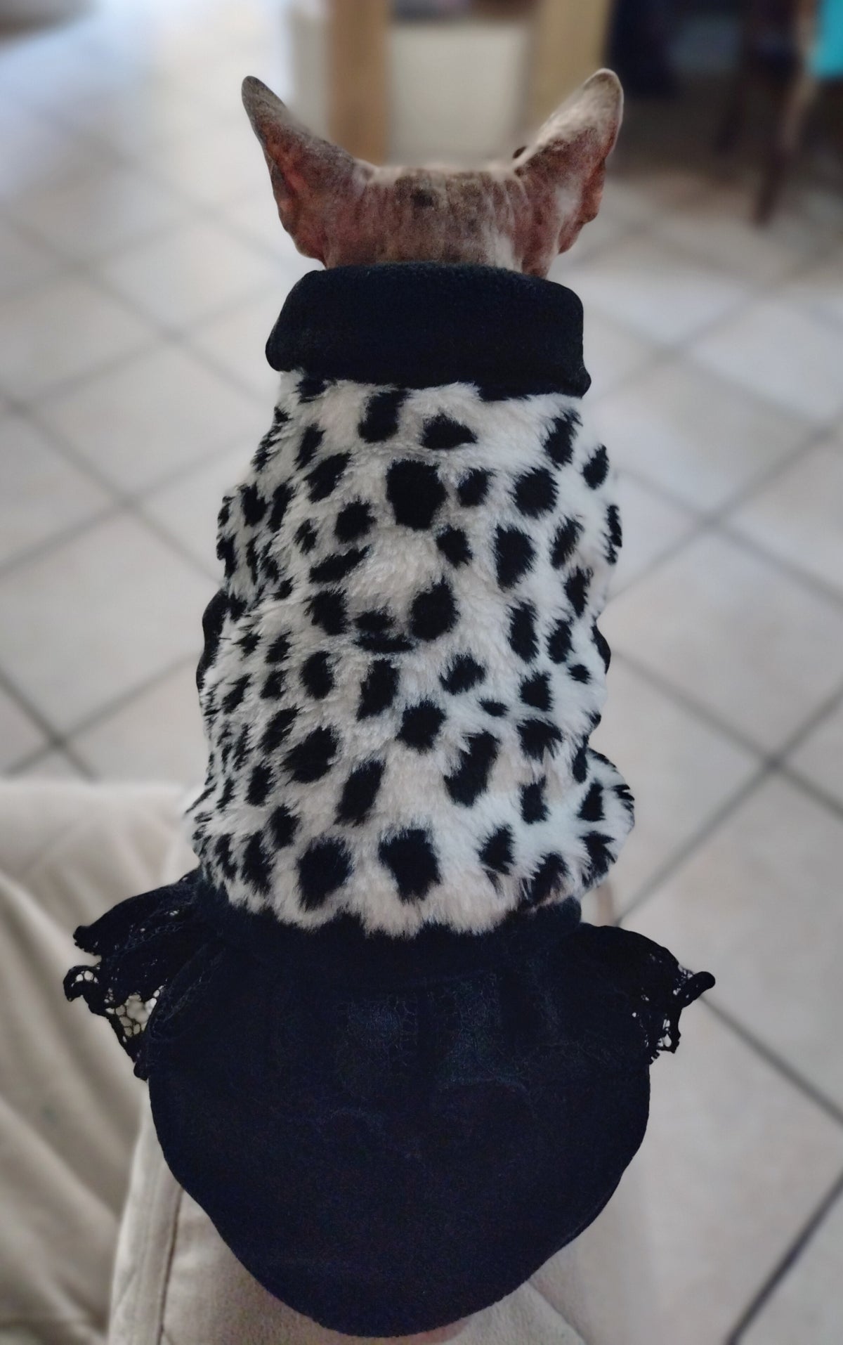 PELLICCIA DALMATA