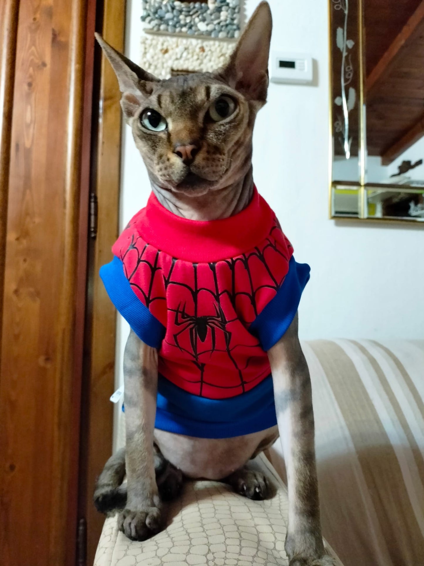 VESTITI A TEMA: JERSEY SPIDERCAT