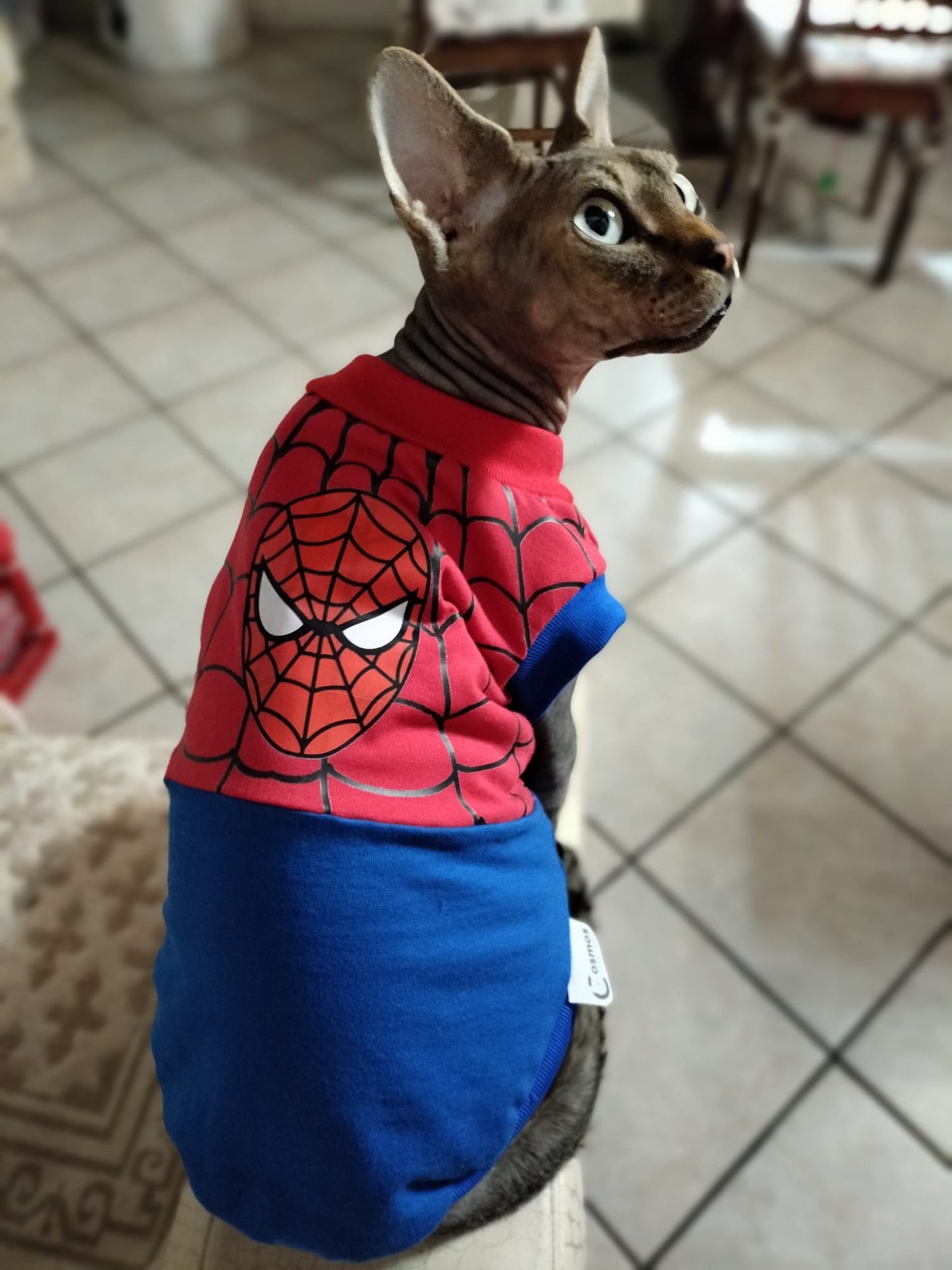 VESTITI A TEMA: JERSEY SPIDERCAT