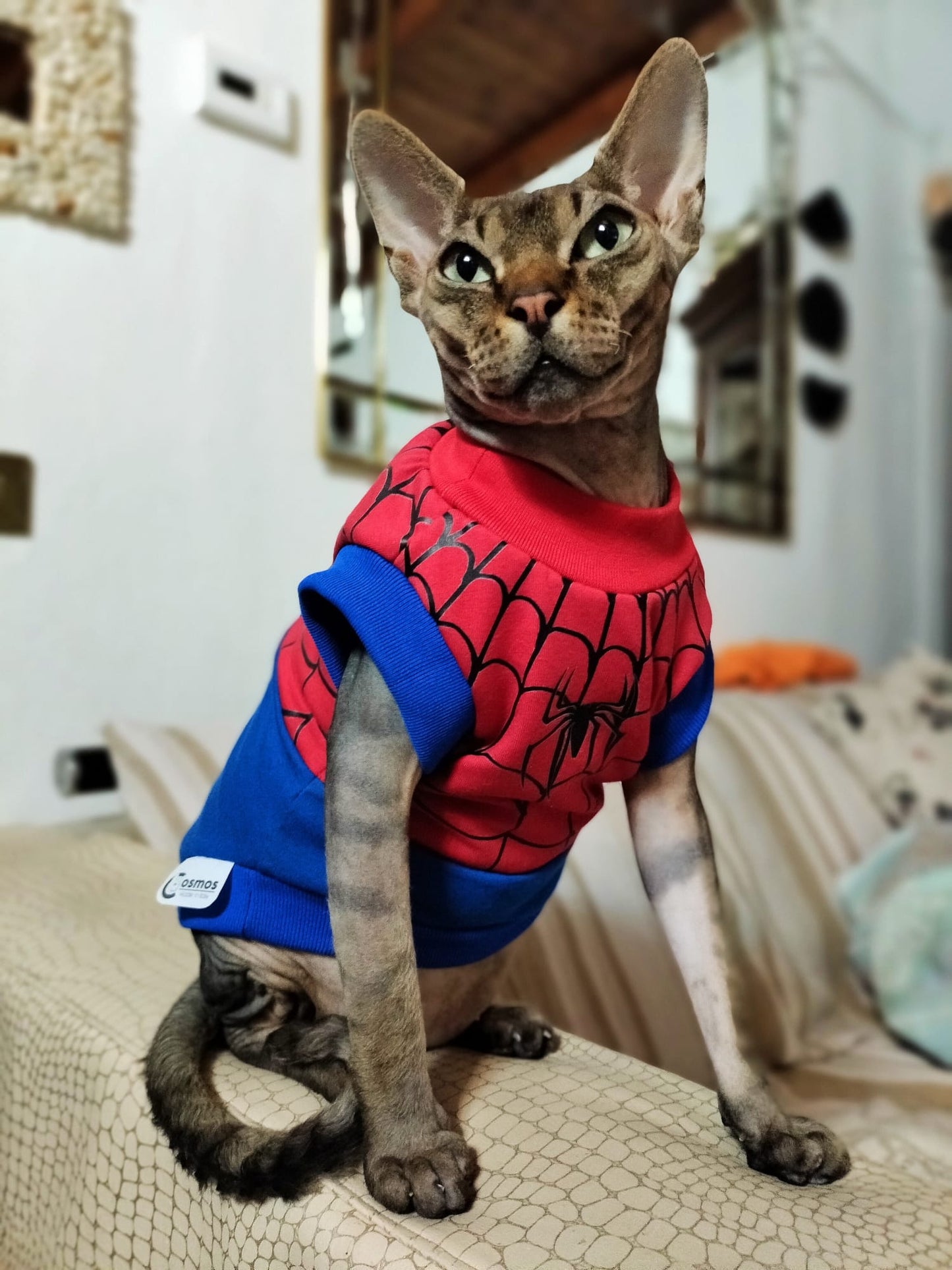 VESTITI A TEMA: JERSEY SPIDERCAT