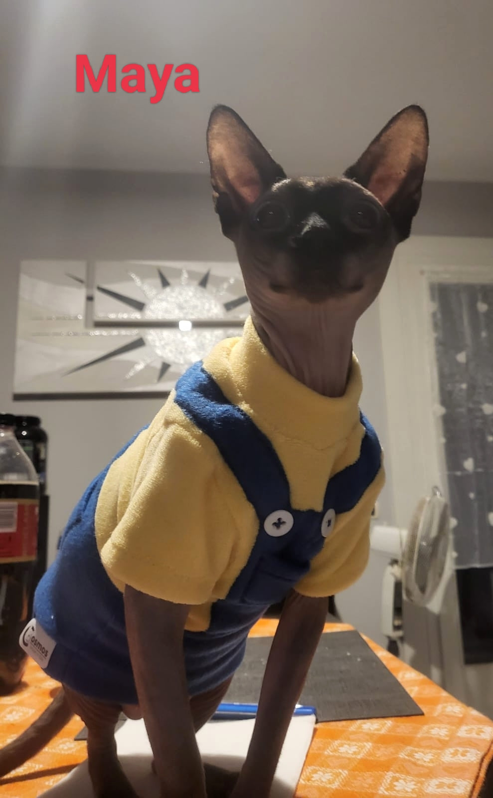VESTITI A TEMA: PILE MINIONS per lui e per lei